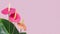 Beautiful anthurium flowers on pink background with copy space