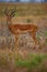 Beautiful antilope in the nature habitat
