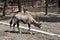 Beautiful Antilope Oryx in a special pen in the zoo of the city of Gelendzhik