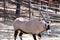 Beautiful Antilope Oryx in a special pen in the zoo of the city of Gelendzhik