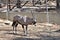 Beautiful Antilope Oryx in a special pen in the zoo of the city of Gelendzhik