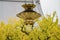 Beautiful Antique lamp and ginkgo tree turning into yellow