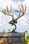 Beautiful antler mount