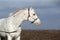 Beautiful appallosa stallion with western halter