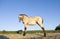 Beautiful appaloosa foal