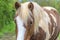 Beautiful appaloosa horse close up