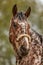 Beautiful appaloosa stallion with attractive coloring on black background