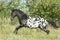 Beautiful appaloosa stallion running in autumn