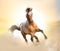 Beautiful appaloosa stallion running gallop