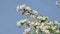 Beautiful apple flowers full bloom in spring. Apple blossom on blue sky