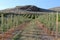 Beautiful apple orchard with blue sky in autumn