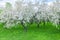 Beautiful apple orchard at springtime. flowering trees against blue sky background