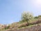 Beautiful apple tree in bloom, Ephesus, Turkey