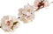 Beautiful apricot blossom flower with branch