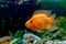 Beautiful aquarium decorative orange parrot fish