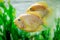 Beautiful aquarium fish Amphilophus citrinellus