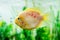 Beautiful aquarium fish Amphilophus citrinellus
