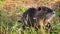 A beautiful aquatic muskrat eats green grass.