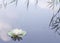 Beautiful aquatic plant, white water lily Nymphaea alba with reeds and clouds reflected in the lake