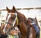 Beautiful Arab horse getting ready for an endurance race.