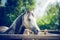 Beautiful arabian gray horse head at paddock fence at summer nature background