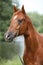 Beautiful arabian horse with nice show halter