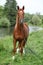 Beautiful arabian horse with nice show halter