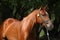 Beautiful arabian horse with nice show halter