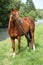 Beautiful arabian horse with nice show halter