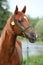 Beautiful arabian horse with nice show halter