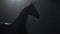 beautiful arabian horse profile against a dark backdrop, stunning equine silhouette