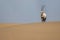 A beautiful Arabian Oryx stands silhouetted against a breathtaking desert landscape