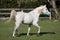 Beautiful arabian running on pasture