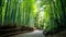Beautiful Arashiyama Bamboo Grove with trail