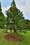 Beautiful Araucaria araucana tree in a summer park