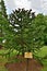 Beautiful Araucaria araucana tree in a summer park