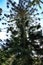 Beautiful Araucaria tree in the garden