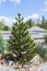 Beautiful Araucaria tree in the garden