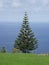 Beautiful araucaria tree on the island Sao Miguel, Azores.