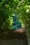 Beautiful arch from the vegetation above the stairs in a summer sunny day