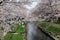 A beautiful archway of pink cherry blossom trees Sakura Namiki over a canal with green grassy riverbanks in Fukiage, Saitama