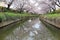 Beautiful archway of pink cherry blossom trees  Sakura Namiki  on the river bank of a canal in Fukiage, Saitama, Japan