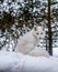 Beautiful Arctic Fox with piercing brown eyes