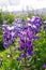 Beautiful arctic lupines in Iceland