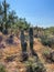 Beautiful Arizona desert landscape with cacti and other plants