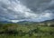 beautiful Arizona landscape with wildflowers during monsoon season