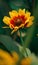 Beautiful Arizona Sun Blanket Flower macro close-up shot