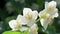 beautiful aroma jasmine blossom. macro footage. sunny day