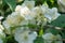 beautiful aroma jasmine blossom at sunny day. close up shot