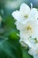 beautiful aroma jasmine blossom at sunny day. macro shot